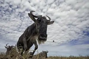 African Animal Migration Prints: Jumping Wildebeest