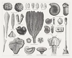 Jurassic fossils, wood engravings, published in 1876 Jurassic fossils, wood engravings, published in 1876