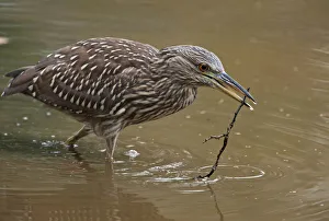 Juvenile black-crowned night heron with branch Juvenile black-crowned night heron with branch