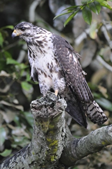Juvenile black hawk, Buteogallus anthracinus. Granito de Oro, Parque Nacional Coiba Juvenile black hawk, Buteogallus anthracinus. Granito de Oro, Parque Nacional Coiba