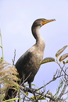 Juvenile double-crested cormorant, Phalacrocorax auritus Juvenile double-crested cormorant, Phalacrocorax auritus