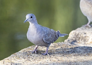 Juvenile Eurasian Collared-Dove (Streptopelia decaocto) . Spain Juvenile Eurasian Collared-Dove (Streptopelia decaocto) . Spain
