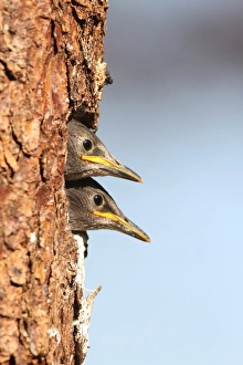 Juvenile starlings -Stunus vulgaris- looking out of nesting hole, Allgaeu region, Bavaria Juvenile starlings -Stunus vulgaris- looking out of nesting hole, Allgaeu region, Bavaria