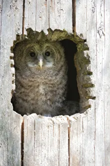 Juvenile Ural Owl -Strix uralensis-, Neuschoenau outdoor animal enclosure Juvenile Ural Owl -Strix uralensis-, Neuschoenau outdoor animal enclosure