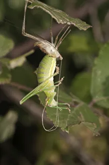 Katydid or Bush-cricket -Tettigoniidae sp.- shedding its skin, Lake Kerkini region Katydid or Bush-cricket -Tettigoniidae sp.- shedding its skin, Lake Kerkini region