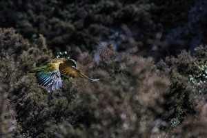 Kea (Nestor notabilis) in flight, New Zealand Kea (Nestor notabilis) in flight, New Zealand