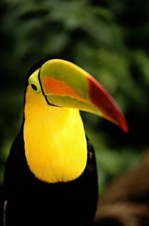 Keel-billed Toucan (Ramphastos sulfuratus), close-up, Costa Rica Keel-billed Toucan (Ramphastos sulfuratus), close-up, Costa Rica