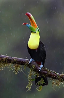 Nature wildlife/jim cumming photography/keel billed toucan ramphastos sulfuratus Nature wildlife/jim cumming photography/keel billed toucan ramphastos sulfuratus