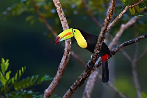 Keel-billed Toucan (Ramphastos sulfuratus) Costa Rica Keel-billed Toucan (Ramphastos sulfuratus) Costa Rica