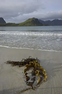 Kelp in the bay of Uttakleiv, Lofoten, Nordland, Norway Kelp in the bay of Uttakleiv, Lofoten, Nordland, Norway