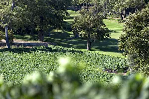 Well kept lawns on Groot Constantia Estate. Cape Town. RSA Well kept lawns on Groot Constantia Estate. Cape Town. RSA