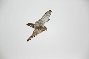 Kestrel -Falco tinnunculus-, hovering flight, Bislicher Insel, North Rhine-Westphalia Kestrel -Falco tinnunculus-, hovering flight, Bislicher Insel, North Rhine-Westphalia