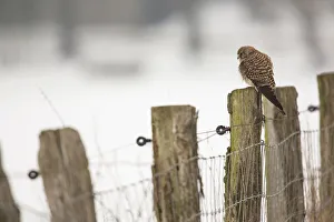 Kestrel -Falco tinnunculus-, perched on a fence post, Bislicher Insel Kestrel -Falco tinnunculus-, perched on a fence post, Bislicher Insel