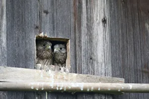 Kestrel -Falco tinnunculus-, young, nearly fledged, at the nesting hole, Allgaeu, Bavaria, Germany, Europe Kestrel -Falco tinnunculus-, young, nearly fledged, at the nesting hole, Allgaeu, Bavaria, Germany, Europe
