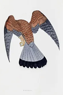 Kestrel falcon bird 19 century illustration Kestrel falcon bird 19 century illustration