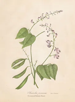 Kidney bean plant botanical engraving 1843 Kidney bean plant botanical engraving 1843