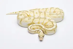 Prints of Killer Bee Butter Ball Python or Royal Python -Python regius-, male Ball Python Prints: Killer Bee Butter Ball Python Print