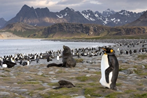 King Penguin -Aptenodytes patagonicus- and an Antarctic Fur Seal -Arctocephalus gazella King Penguin -Aptenodytes patagonicus- and an Antarctic Fur Seal -Arctocephalus gazella