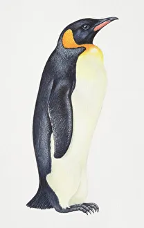 King Penguin, Aptenodytes patagonicus, side view King Penguin, Aptenodytes patagonicus, side view