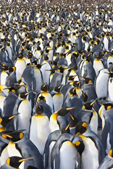 Nature wildlife/art wolfe photography/king penguins aptenodytes patagonicus Nature wildlife/art wolfe photography/king penguins aptenodytes patagonicus