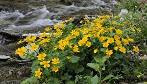 Kingcup or Marsh Marigold -Caltha palustris-, Themenweg Wildwasser white water learning Kingcup or Marsh Marigold -Caltha palustris-, Themenweg Wildwasser white water learning