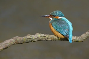 Kingfisher -Alcedo atthis-, female perched, Swabian Alb biosphere reserve Kingfisher -Alcedo atthis-, female perched, Swabian Alb biosphere reserve