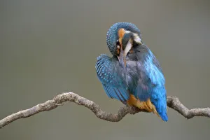 Kingfisher -Alcedo atthis-, female preening, Swabian Alb biosphere reserve Kingfisher -Alcedo atthis-, female preening, Swabian Alb biosphere reserve