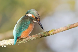 Kingfisher -Alcedo atthis- perched on a branch, North Hesse, Hesse, Germany Kingfisher -Alcedo atthis- perched on a branch, North Hesse, Hesse, Germany