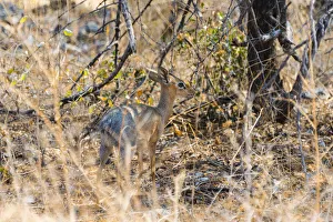 Kirks Dik-dik -Madoqua kirki- in the bush, Etosha National Park, Namibia Kirks Dik-dik -Madoqua kirki- in the bush, Etosha National Park, Namibia