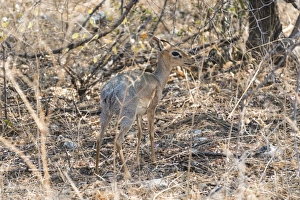 Kirks Dik-dik -Madoqua kirkii- in the brush, Etosha National Park, Namibia Kirks Dik-dik -Madoqua kirkii- in the brush, Etosha National Park, Namibia