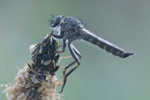 Kite-tailed Robber Fly -Tolmerus atricapillus-, Haren, Emsland region, Lower Saxony, Germany, Europe Kite-tailed Robber Fly -Tolmerus atricapillus-, Haren, Emsland region, Lower Saxony, Germany, Europe