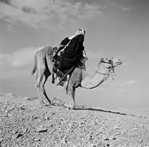 Bedouin Camel Prints: Kneeling Camel