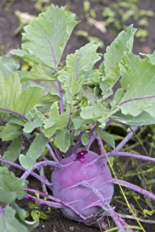Kohlrabi, Turnip cabbage -Brassica oleracea var gongylodes L.- Kohlrabi, Turnip cabbage -Brassica oleracea var gongylodes L.-