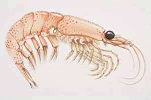 Images Dated 18th July 2006: Krill (malacostracans), side view