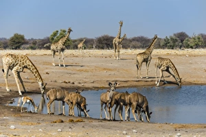 Kudus -Tragelaphus strepsiceros- and giraffes -Giraffa camelopardalis- at Chudob waterhole, Etosha National Park Kudus -Tragelaphus strepsiceros- and giraffes -Giraffa camelopardalis- at Chudob waterhole, Etosha National Park