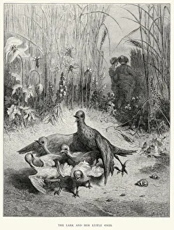 La Fontaine's Fables - Lark and her little chicks La Fontaine's Fables - Lark and her little chicks