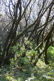 La Gomera Garajonay National Park Print