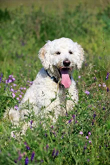 Labradoodle, adult, male, on meadow, Germany Labradoodle, adult, male, on meadow, Germany