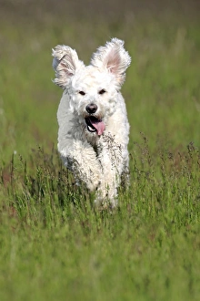 Labradoodle, adult, male, running on grass, Germany Labradoodle, adult, male, running on grass, Germany