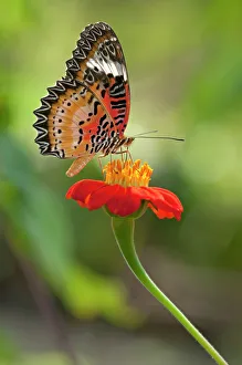 Lacewing -Cethosia- drinking nectar from a flower, Siem Reap, Cambodia, Southeast Asia, Asia Lacewing -Cethosia- drinking nectar from a flower, Siem Reap, Cambodia, Southeast Asia, Asia