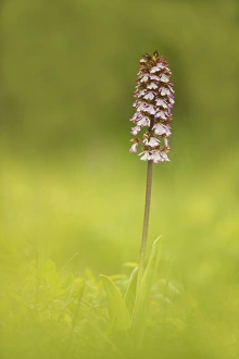 Lady Orchid -Orchis purpurea-, Lower Austria, Austria Lady Orchid -Orchis purpurea-, Lower Austria, Austria