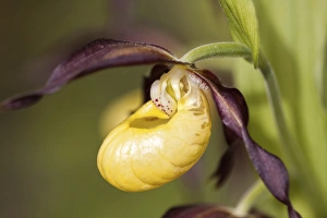 Ladys Slipper Orchid -Cypripedium calceolus-, Meissner Nature Park, Hesse, Germany Ladys Slipper Orchid -Cypripedium calceolus-, Meissner Nature Park, Hesse, Germany