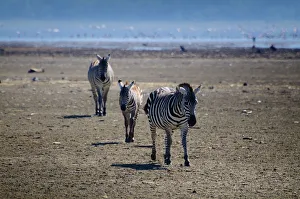 Zebra Zebra