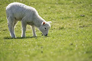 Lamb, domestic sheep -Ovis orientalis aries- grazing on an embankment on the Elbe River Lamb, domestic sheep -Ovis orientalis aries- grazing on an embankment on the Elbe River