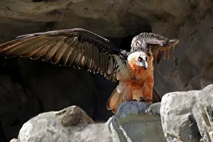 Lammergeier or Bearded Vulture (Gypaetus barbatus), Alpine Zoo Innsbruck, Tyrol, Austria, Europe Lammergeier or Bearded Vulture (Gypaetus barbatus), Alpine Zoo Innsbruck, Tyrol, Austria, Europe