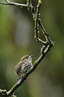 Lanceolated Monklet (Micromonacha lanceolata) hunting Lanceolated Monklet (Micromonacha lanceolata) hunting