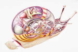 Land Snail (Gastropoda), internal anatomy, cross-section Land Snail (Gastropoda), internal anatomy, cross-section