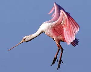 Landing Spoonbill Landing Spoonbill