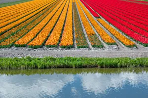 Landscape in Holland in spring with tulips Landscape in Holland in spring with tulips