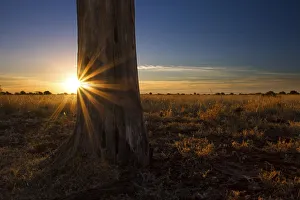 Landscape photo of a colourful sunset over a dead tree in the Kalahari Landscape photo of a colourful sunset over a dead tree in the Kalahari
